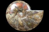 Flashy Red Iridescent Ammonite - Wide #81854-1